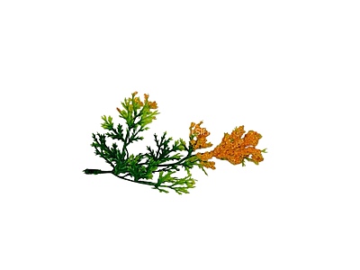 Green Fern Leaves with Orange Edges Green Fern Leaves with Orange Edges