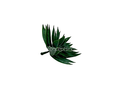 Faux Star Succulent - Dark Green Faux Star Succulent - Dark Green