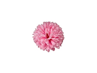 Carnation - Bubblegum Pink Carnation - Bubblegum Pink