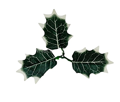 Green & White Shaded Birch Leaves Green & White Shaded Birch Leaves