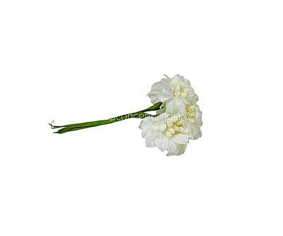 Ivory Flowers with ivory pollens