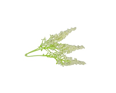 Trio Frosted Fern Leaves - Ivory Trio Frosted Fern Leaves - Ivory