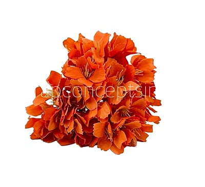 Orange French Hydrangeas
