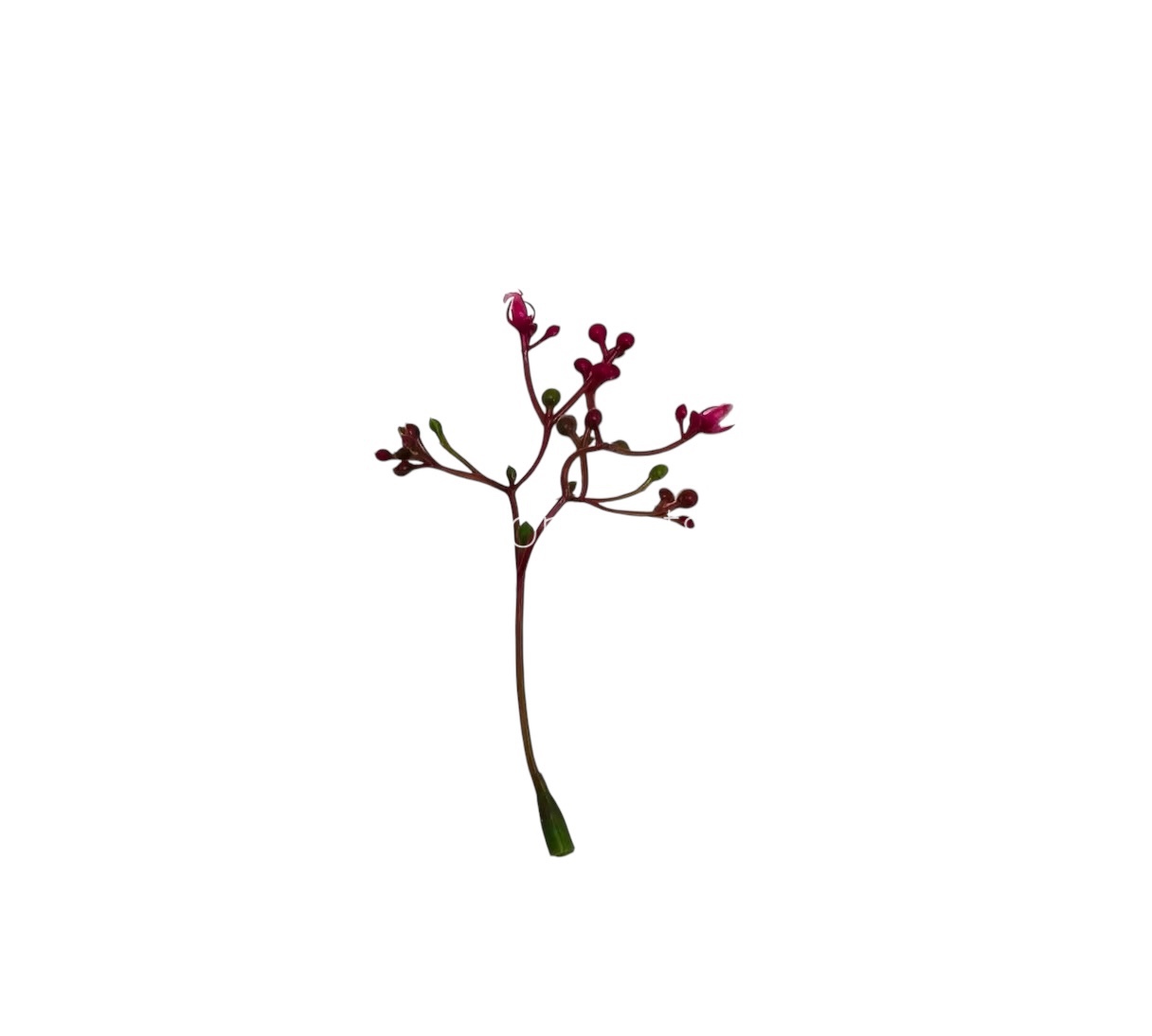 Magenta Floret Leaves Magenta Floret Leaves