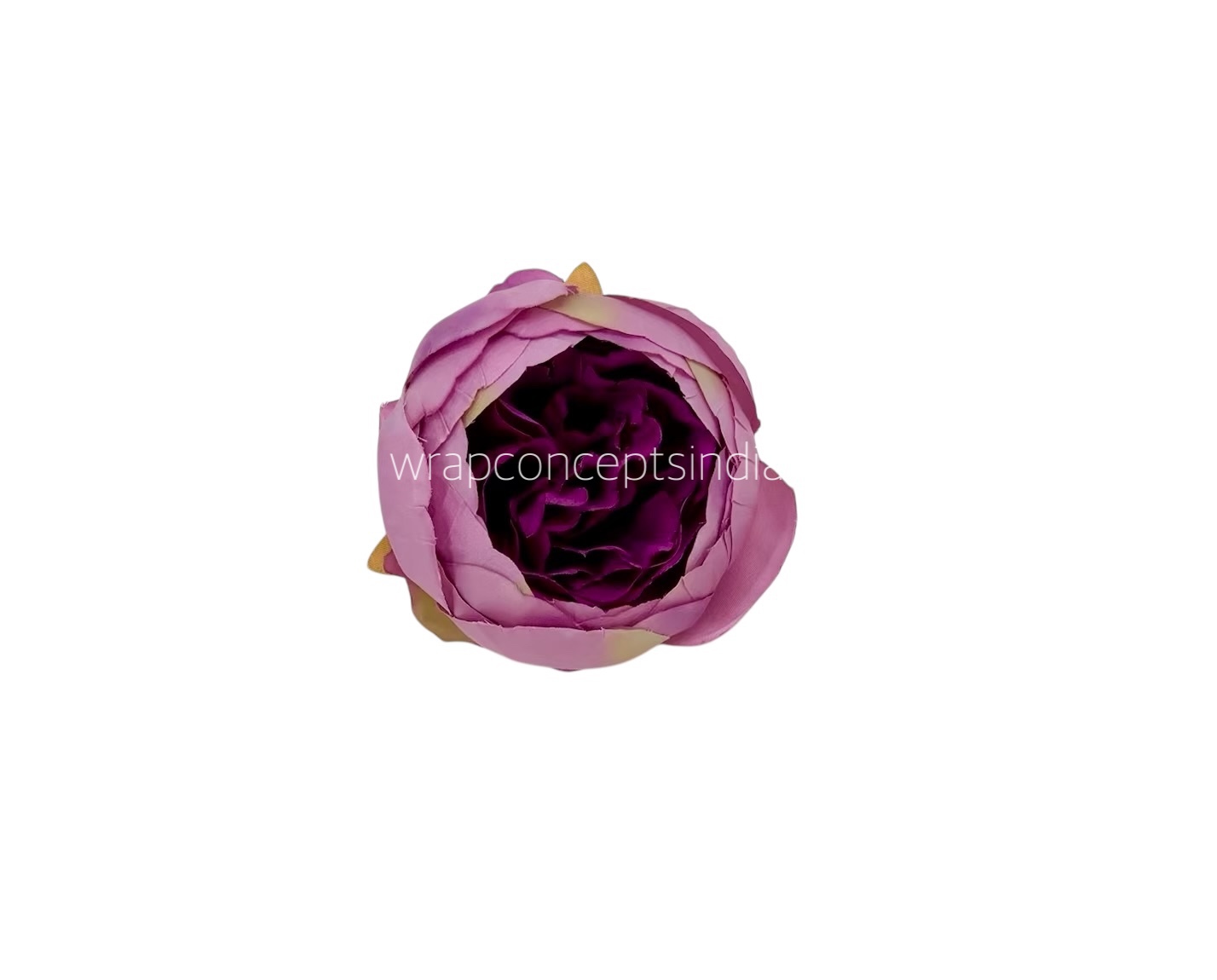 Peony - Orchid with Violet Peony - Orchid with Violet