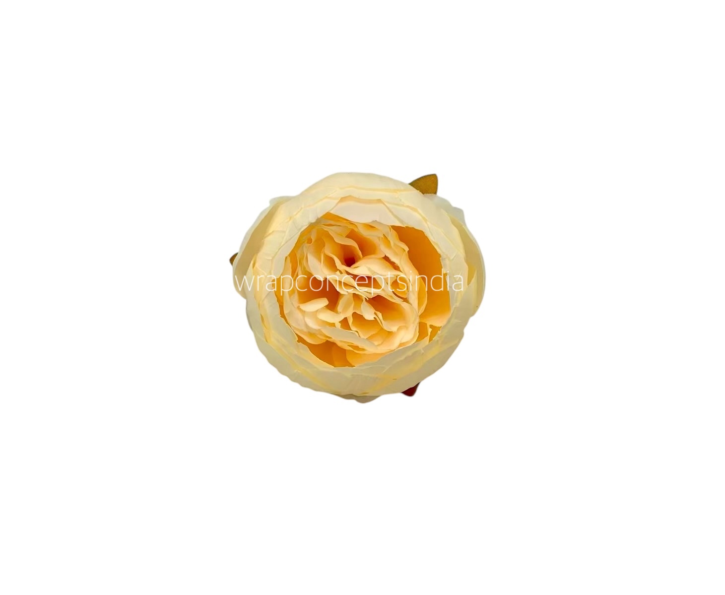 Peony - Cream Yellow Peony - Cream Yellow