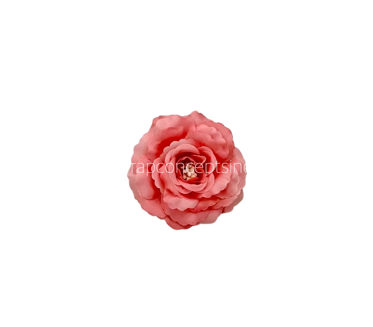 Peach Burst Open Rose Peach Burst Open Rose