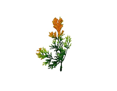 Green Fern Leaves with Orange Edges Green Fern Leaves with Orange Edges