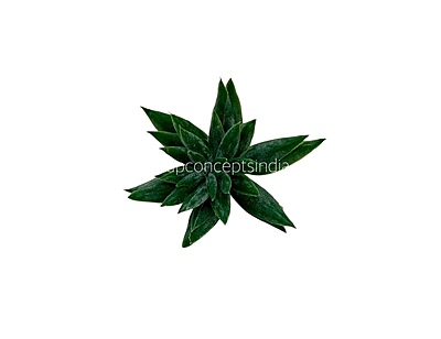 Faux Star Succulent - Dark Green Faux Star Succulent - Dark Green