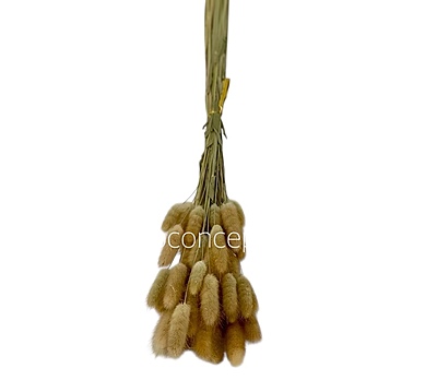 Preserved Bunny Tails