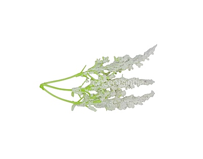 Trio Frosted Fern Leaves - White
