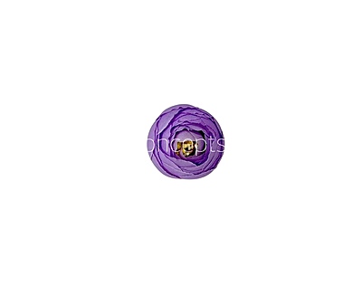 Small Peony- Iris Purple