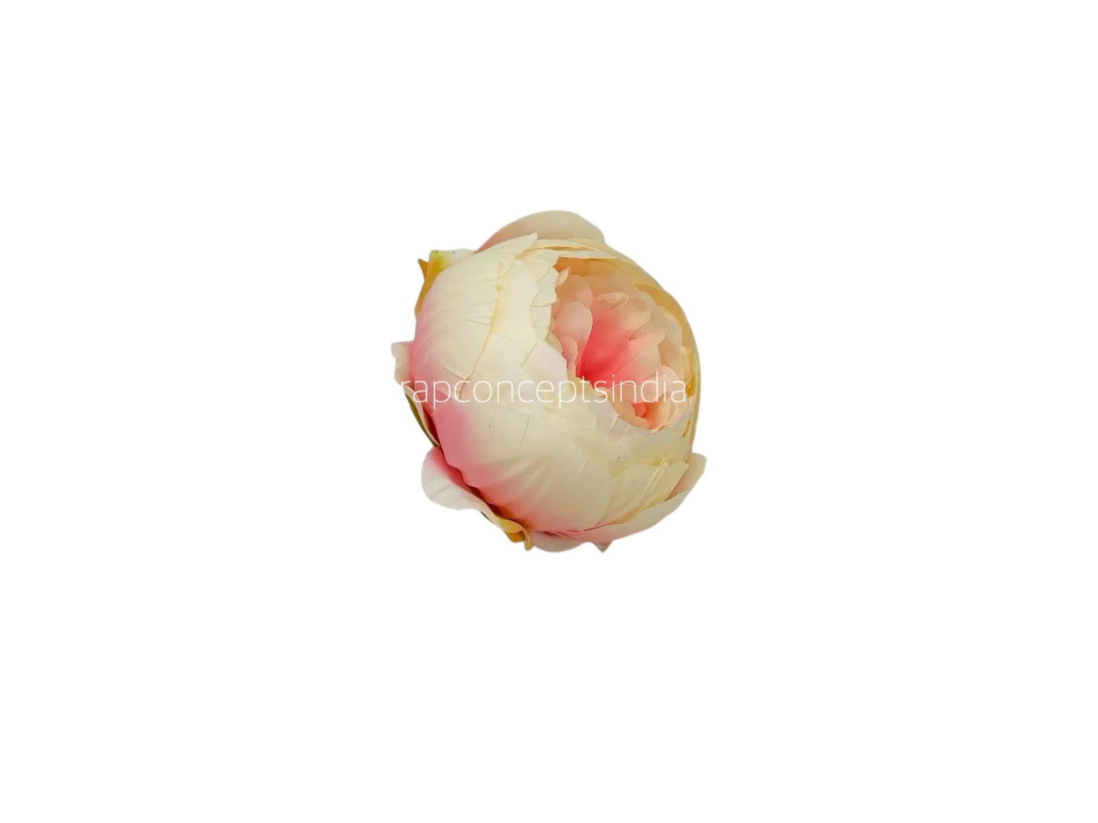 Peony - Cream with Peachy Pink Peony - Cream with Peachy Pink