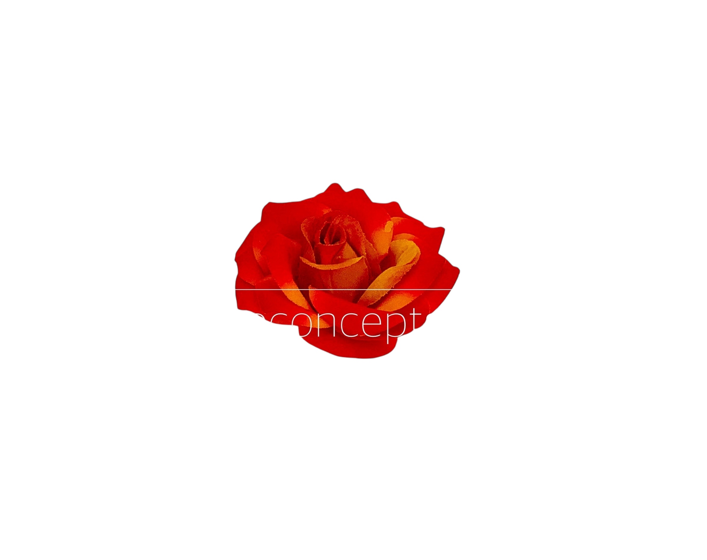 Rose-Burnt Orange Rose-Burnt Orange