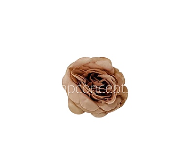 Tawny Shrub Rose