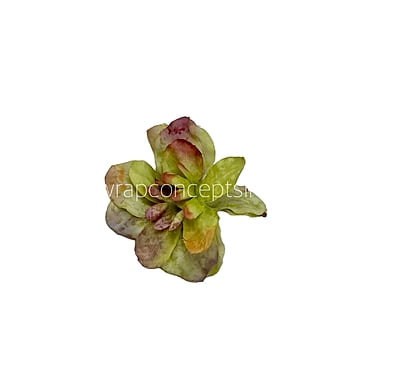 Moss Green Shaded Petunias Moss Green Shaded Petunias