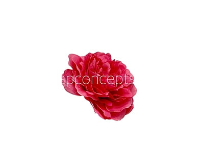 Fuchsia  Moutan Peony