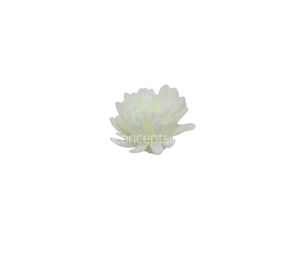 Cream Foam Carnation Cream Foam Carnation
