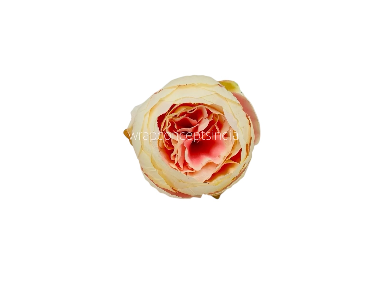 Peony - Cream with Peachy Pink Peony - Cream with Peachy Pink