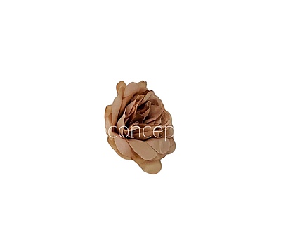 Tawny Shrub Rose