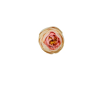 Small Peony- Caramel