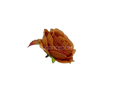 Caramel Camellia Flower Caramel Camellia Flower