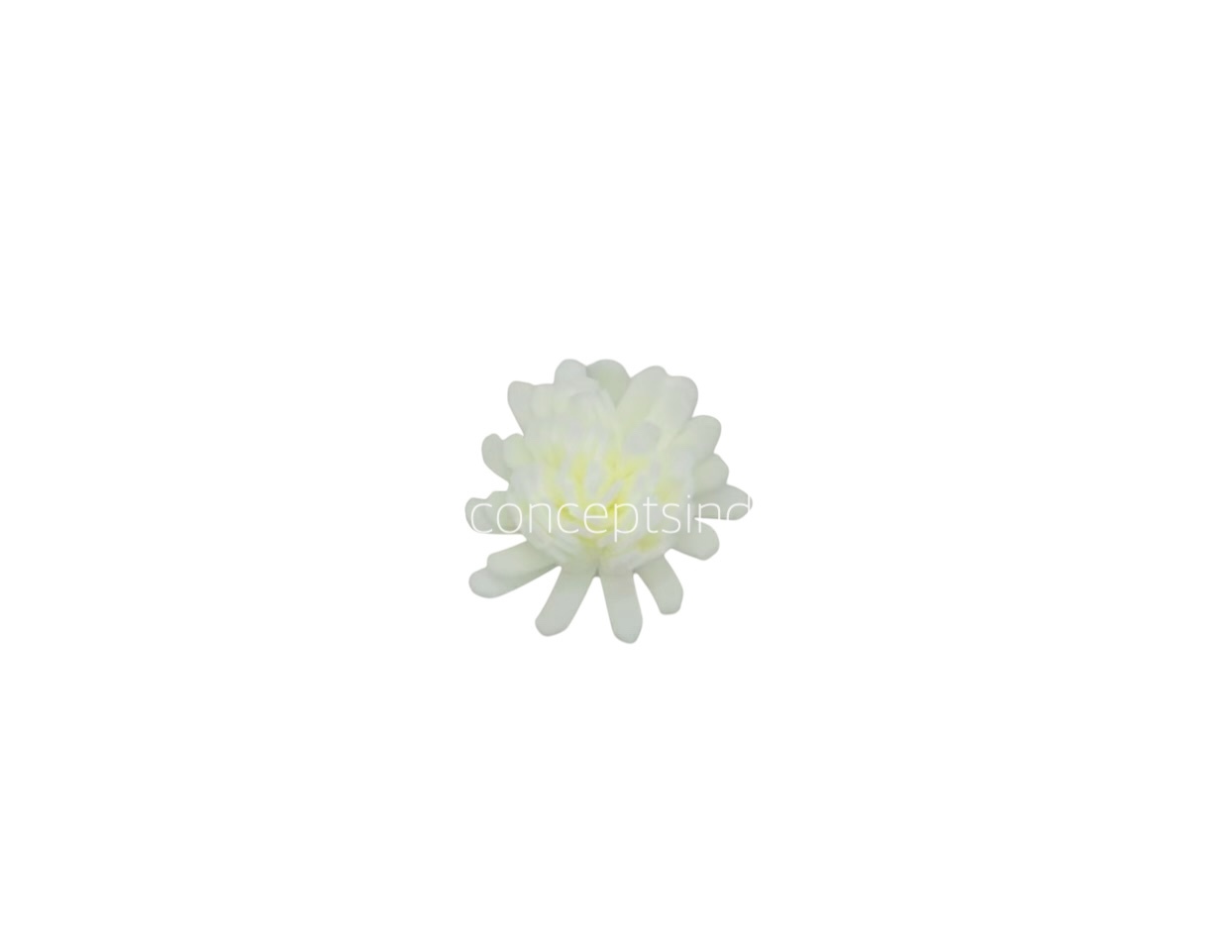 Cream Foam Carnation Cream Foam Carnation