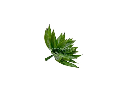 Faux Star Succulent - Light Green