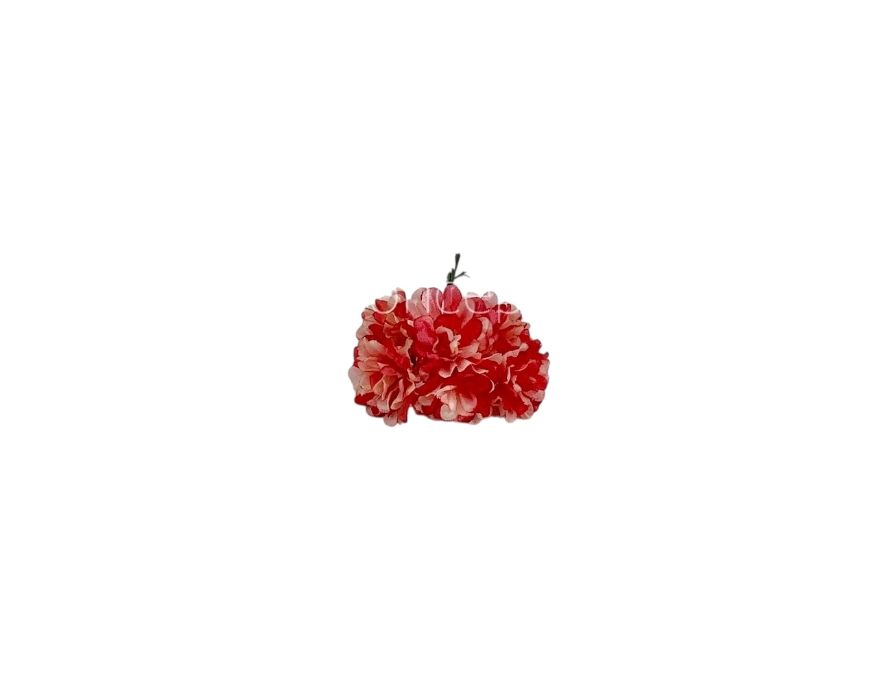 Chrysanthemum - Ivory & Coral Shaded