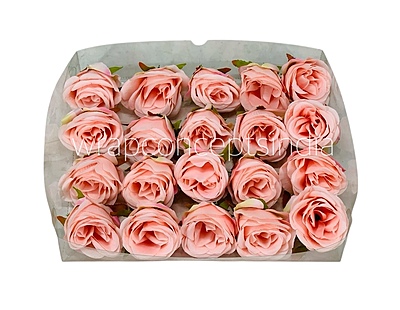 Candlelight Peach Roses