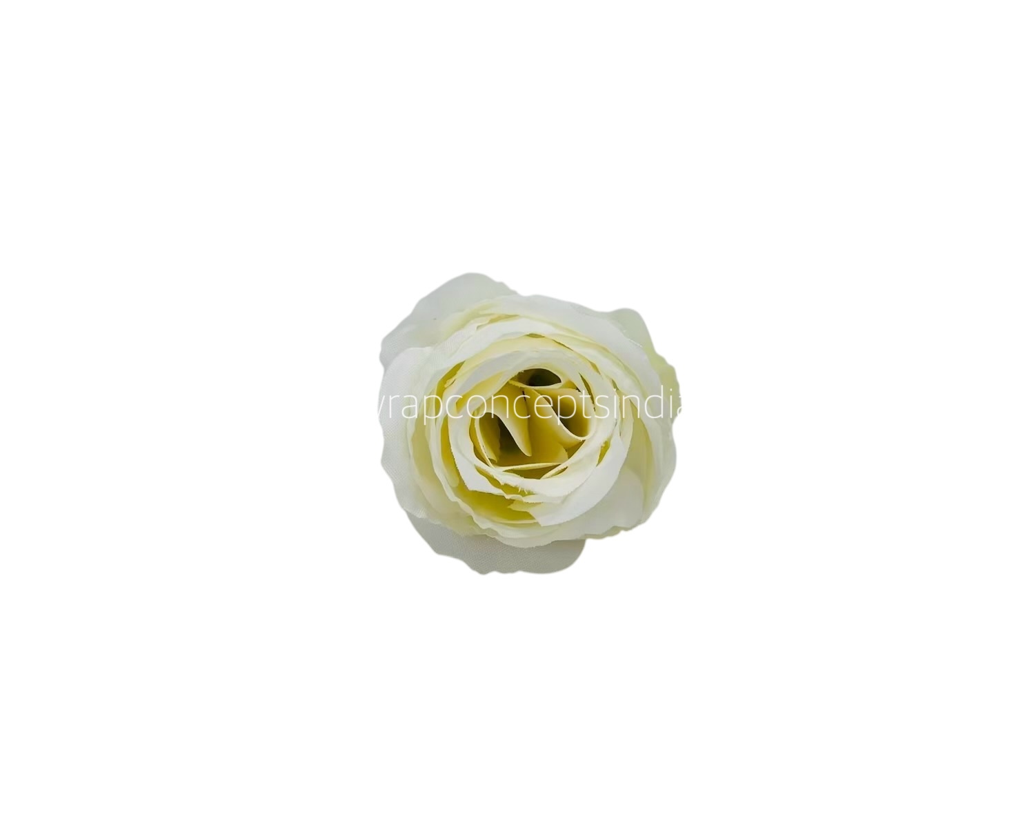 White Rose Buds