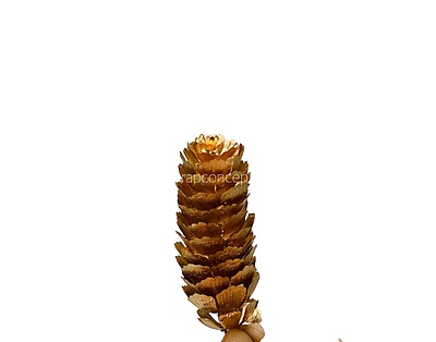 Gold Long Pine Cone Gold Long Pine Cone