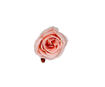 Candlelight Peach Roses
