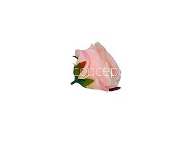 Candlelight Peach Roses
