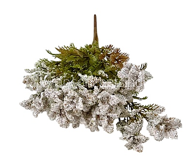 Frosted Wildflower Bush