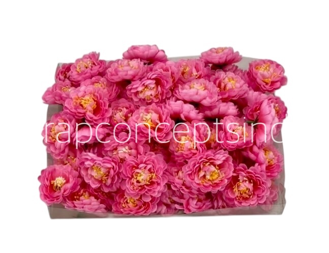 Candy Pink Small Dahlias Candy Pink Small Dahlias
