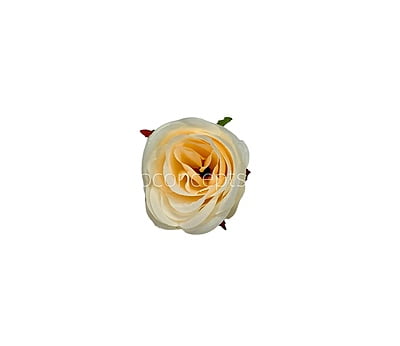 Rose-W-6191-Fuchsia Pink (17) Rose-W-6191-Fuchsia Pink (17)