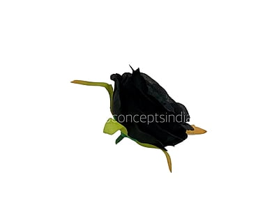 Black Camellia Flower Black Camellia Flower
