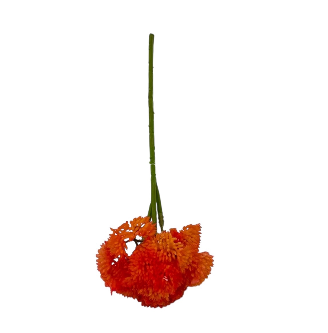 Cacti Flowers  Bunch