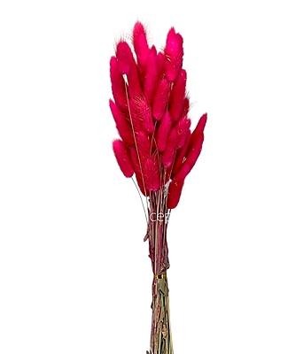 Preserved Bunny Tails