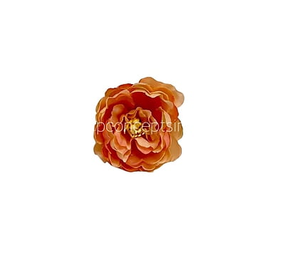 Peach Peonies Peach Peonies