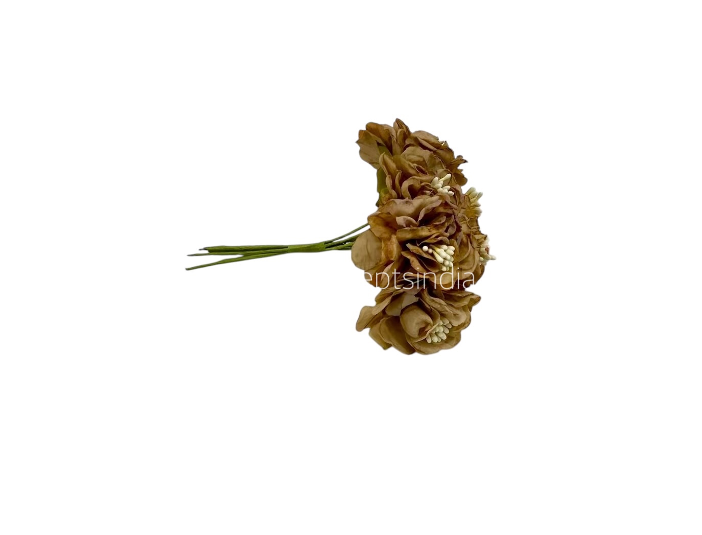 Coffee Windflower Coffee Windflower