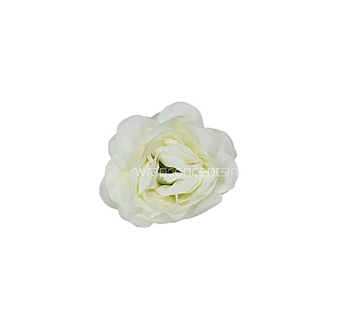 Vanilla Cream Shrub Rose