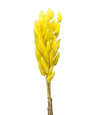 Preserved Bunny Tails