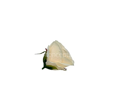 Rose-W-6191-Fuchsia Pink (17) Rose-W-6191-Fuchsia Pink (17)