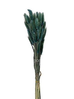 Preserved Bunny Tails