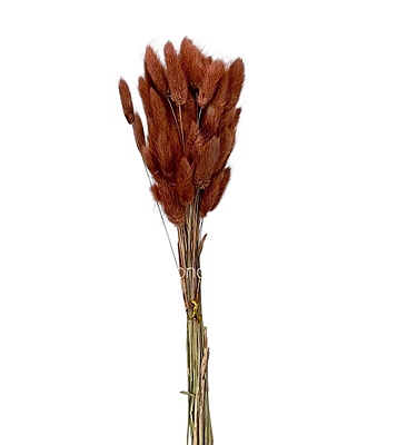 Preserved Bunny Tails