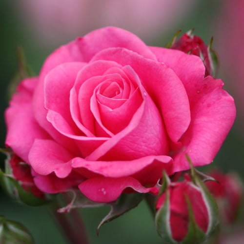 Pink Rose