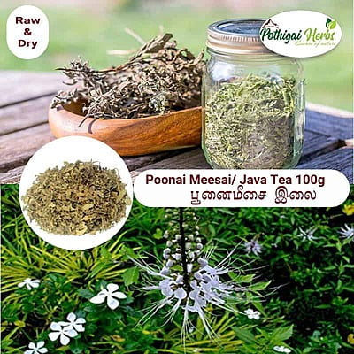 Poonai Meesai / Java Tea Poonai Meesai / Java Tea