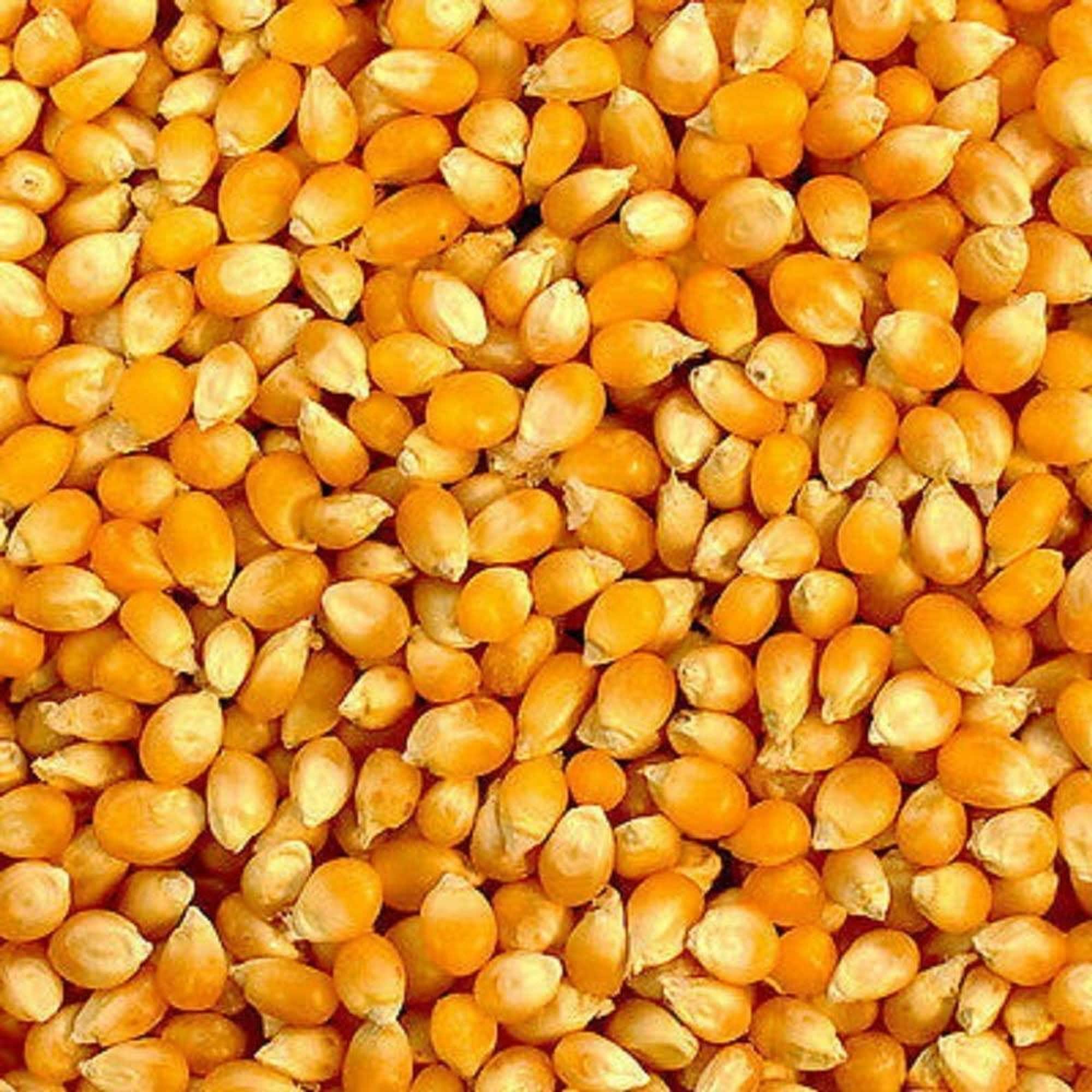 Pop Corn Seeds